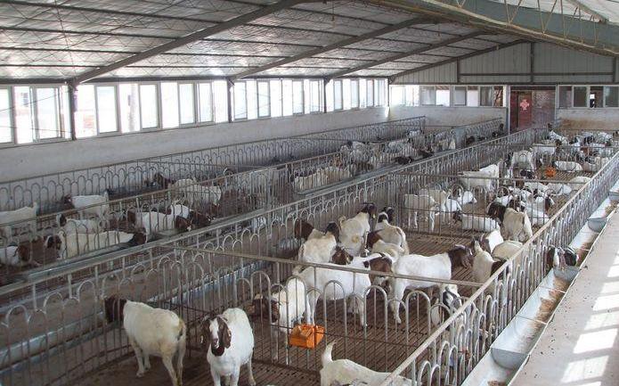 Durable valla de oveja galvanizada en caliente